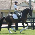 Dressage Mare for Sale Prix St Georges