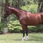 Aladdin for sale danish warmblood 3rd level dressage Florida