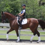 Aladdin for sale danish warmblood 3rd level dressage