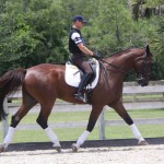 Aladdin for sale danish warmblood dressage