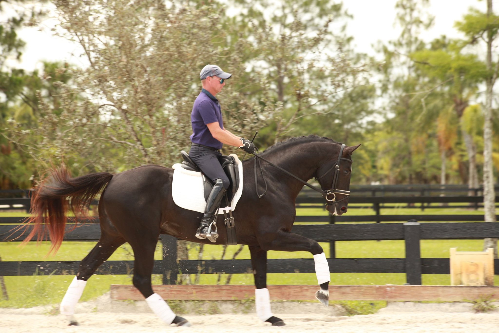 Warmblood stallion for sale four year old